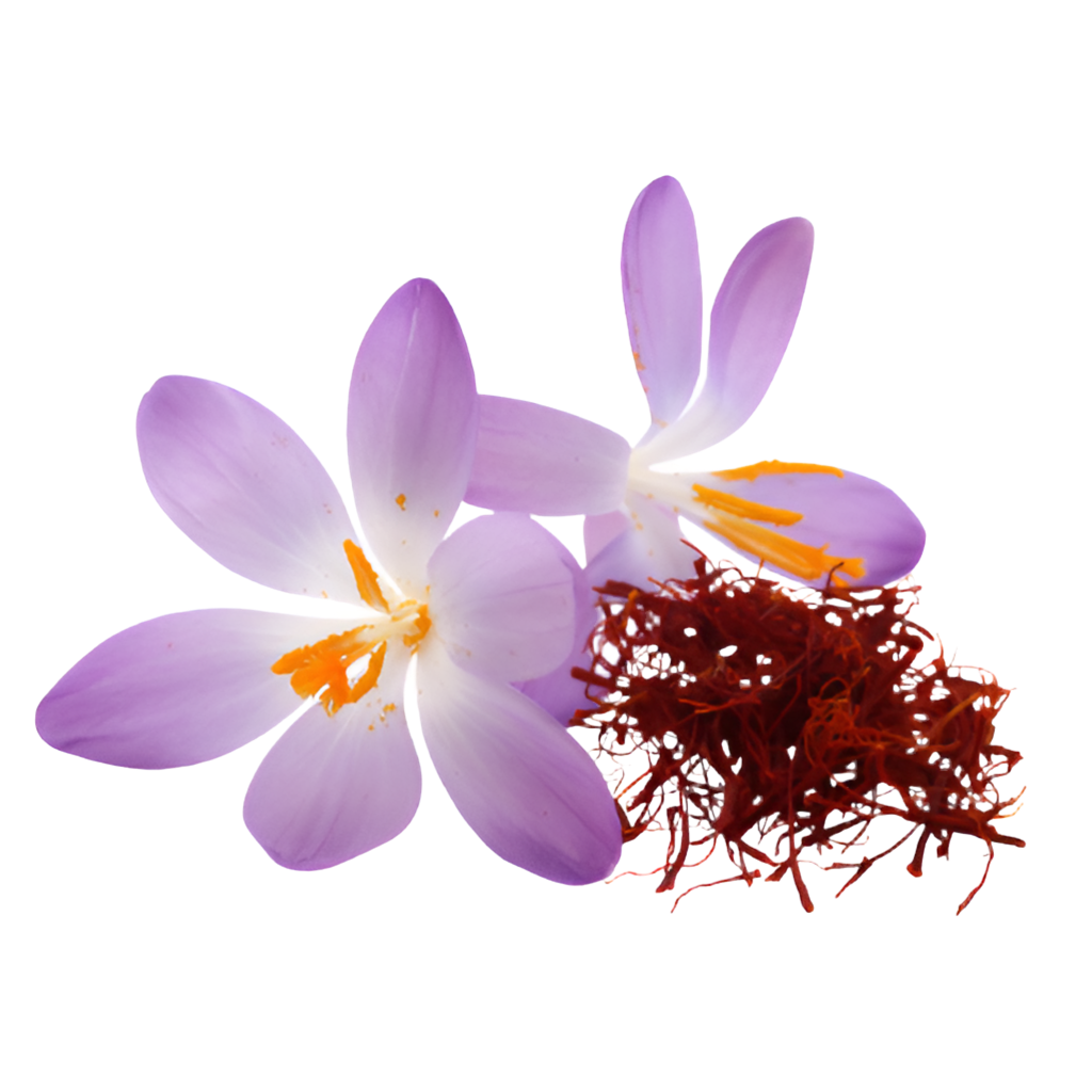 Spanish Saffron Cat.1