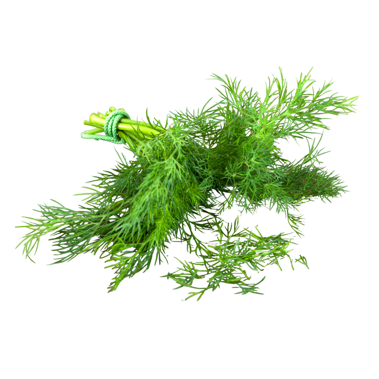 Dill Suva - 3pc