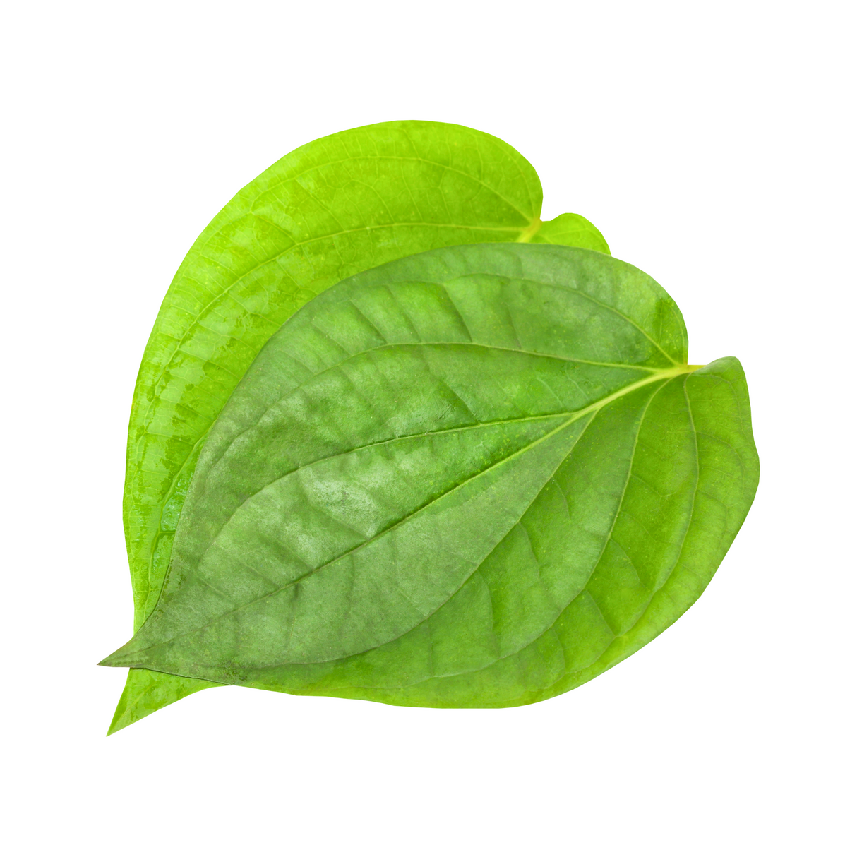 Nagervel Paan - 2pc